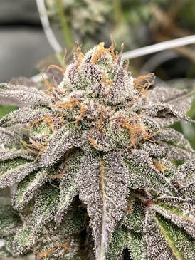 PRE PACKED 3.5g Sunset Runtz $2.50 - 2585