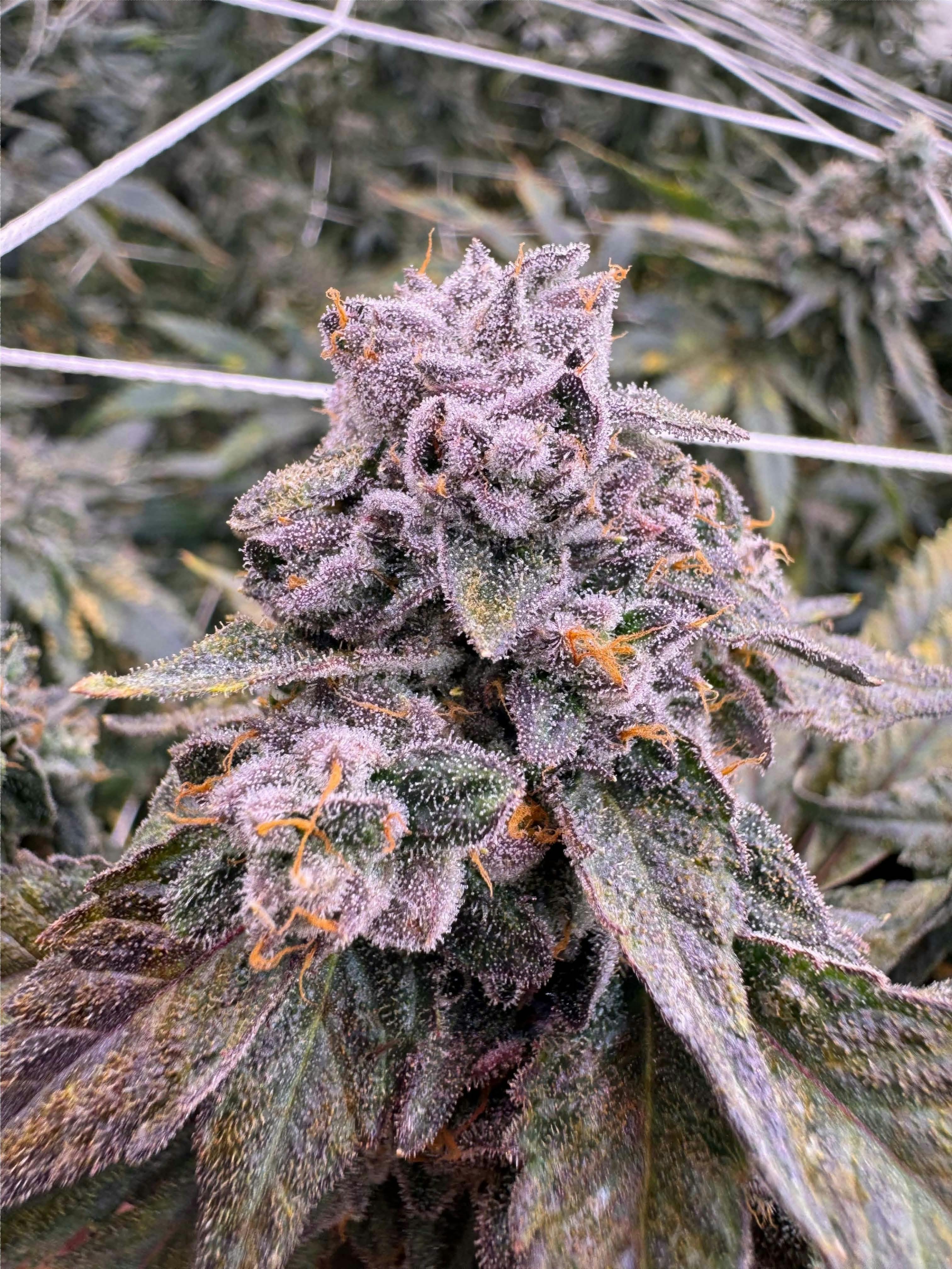 PRE PACKED Superboof $15