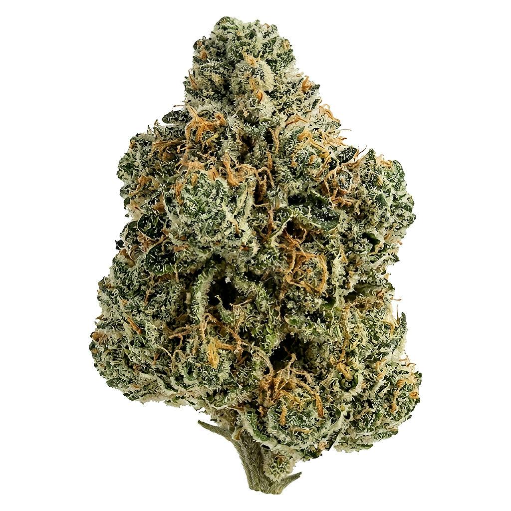 Breeder's Stash - 7g Hybrid