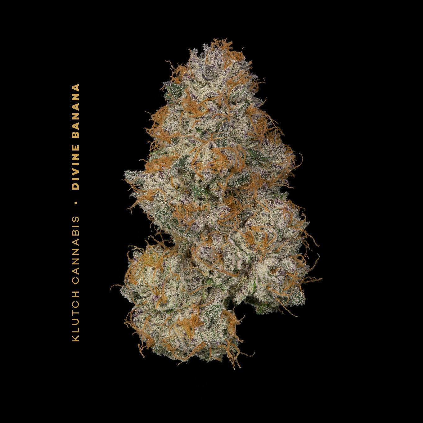 Divine Banana - 14.15g Whole Flower