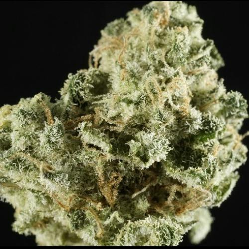 Gold Shelf - Tangilope (S)