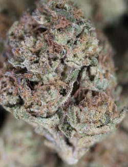 Gold Shelf - Specimen X (H)