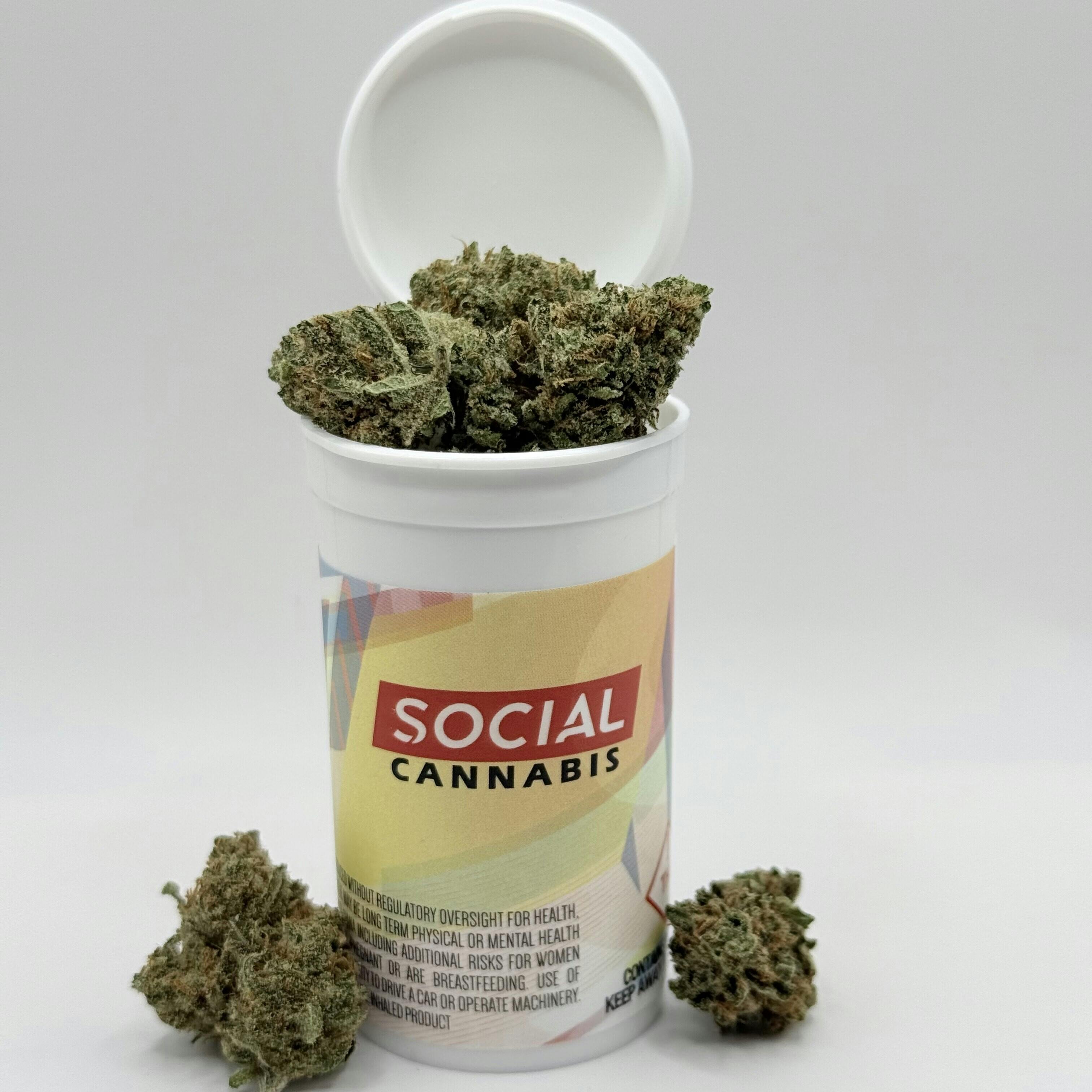 Gold Shelf - Lemon Batter (H)