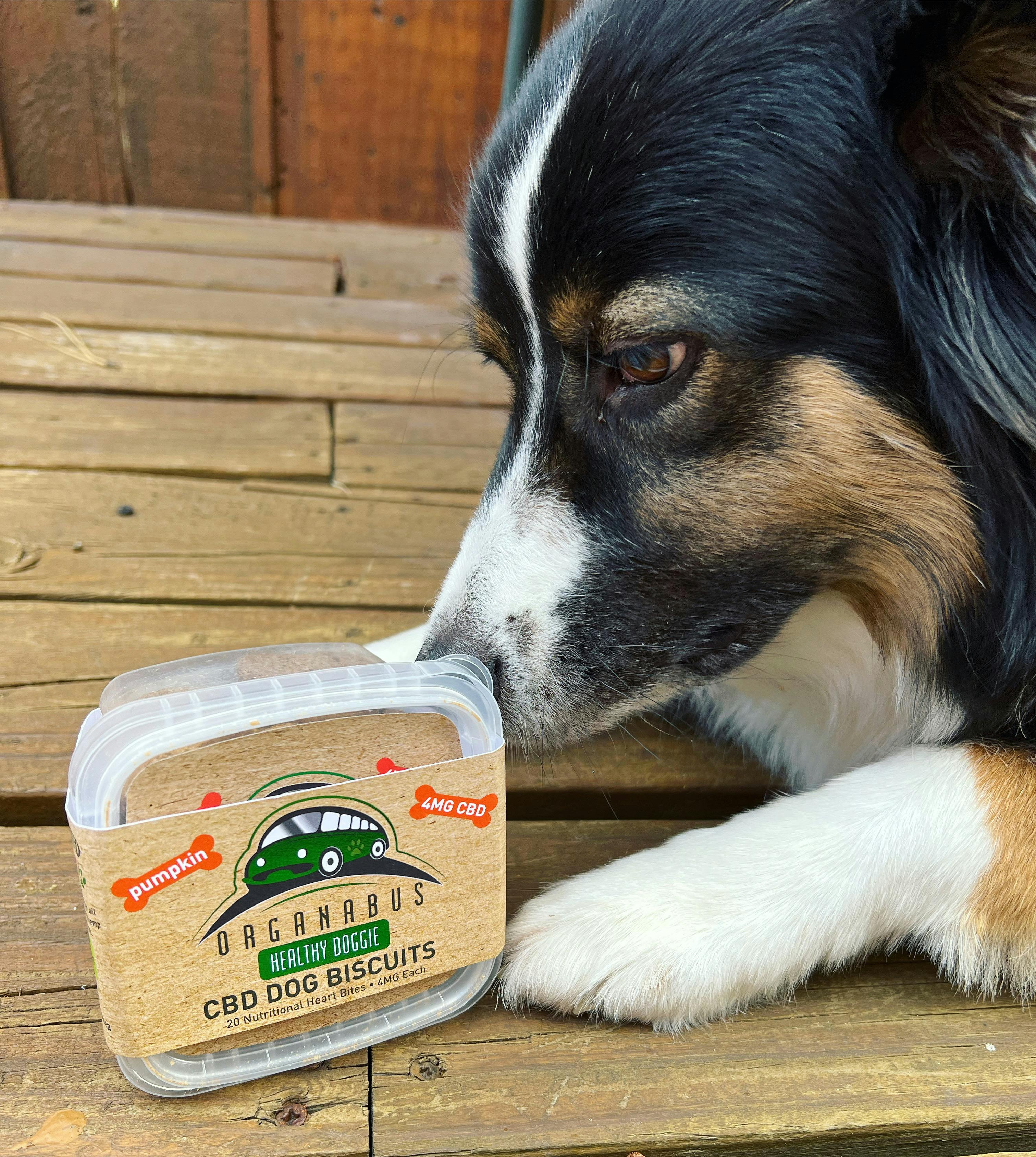 CBD Dog Treat