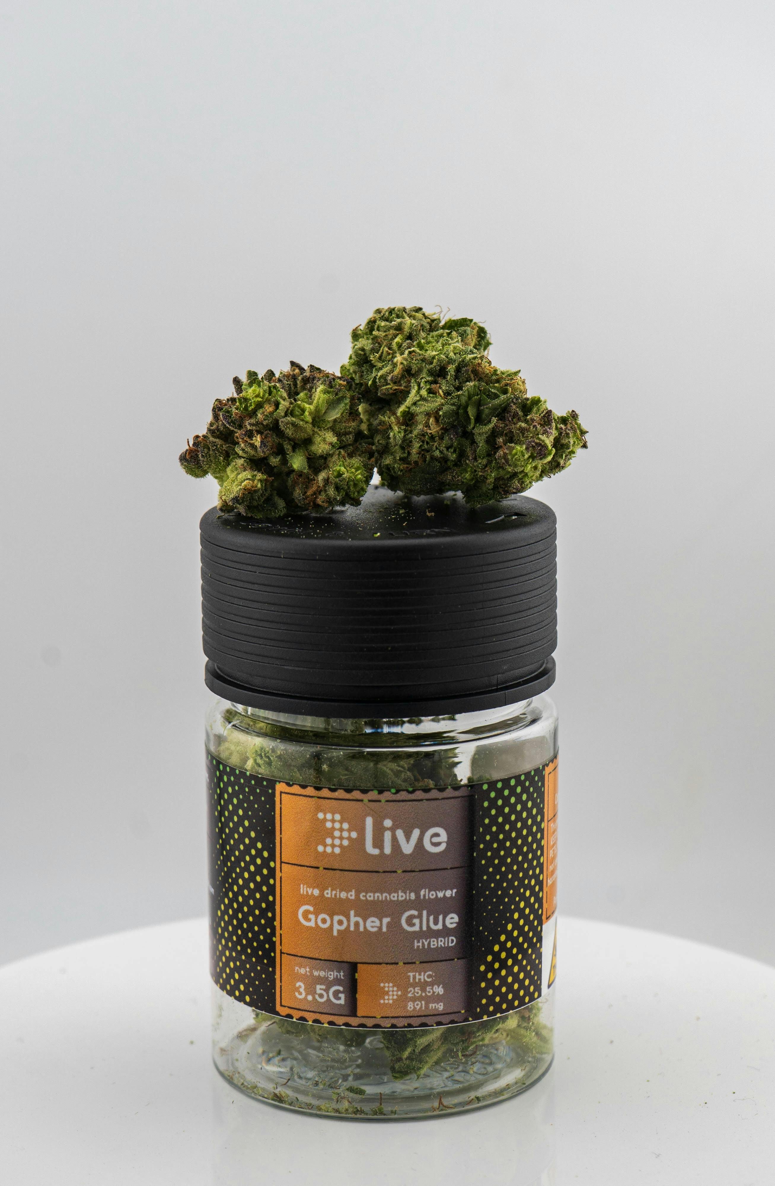 Live - Gopher Glue - Flower