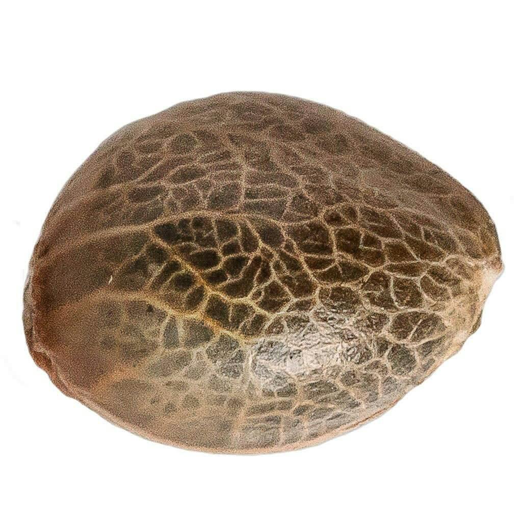 Pineapple Express Seeds (Feminized) 5 Pack Seeds