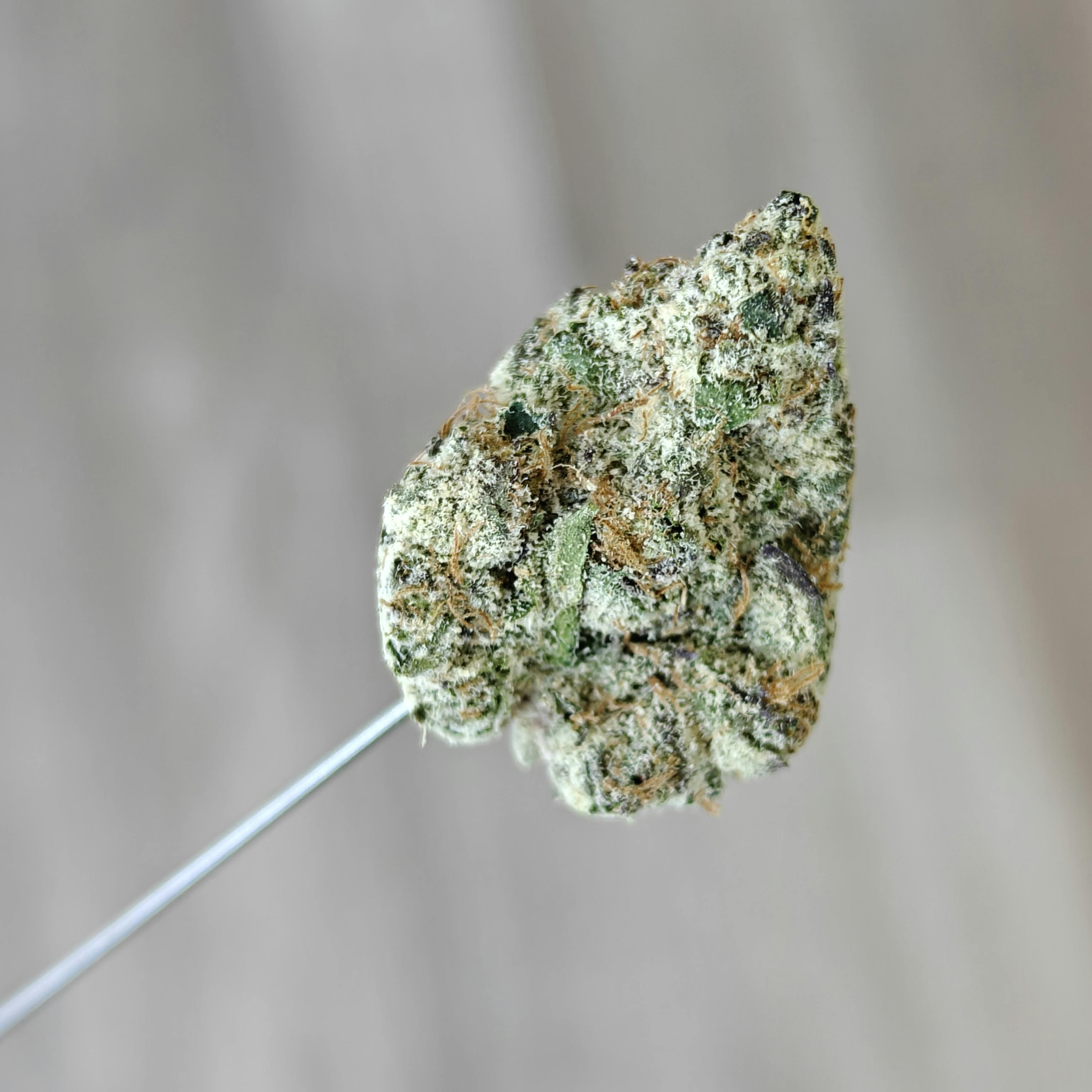 Hotbox — Garlic Cherlato