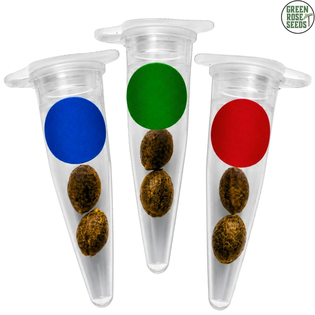 Green Rose Seeds | Crashed Out Cookies Multipack (fem Seeds) | 6 Pack