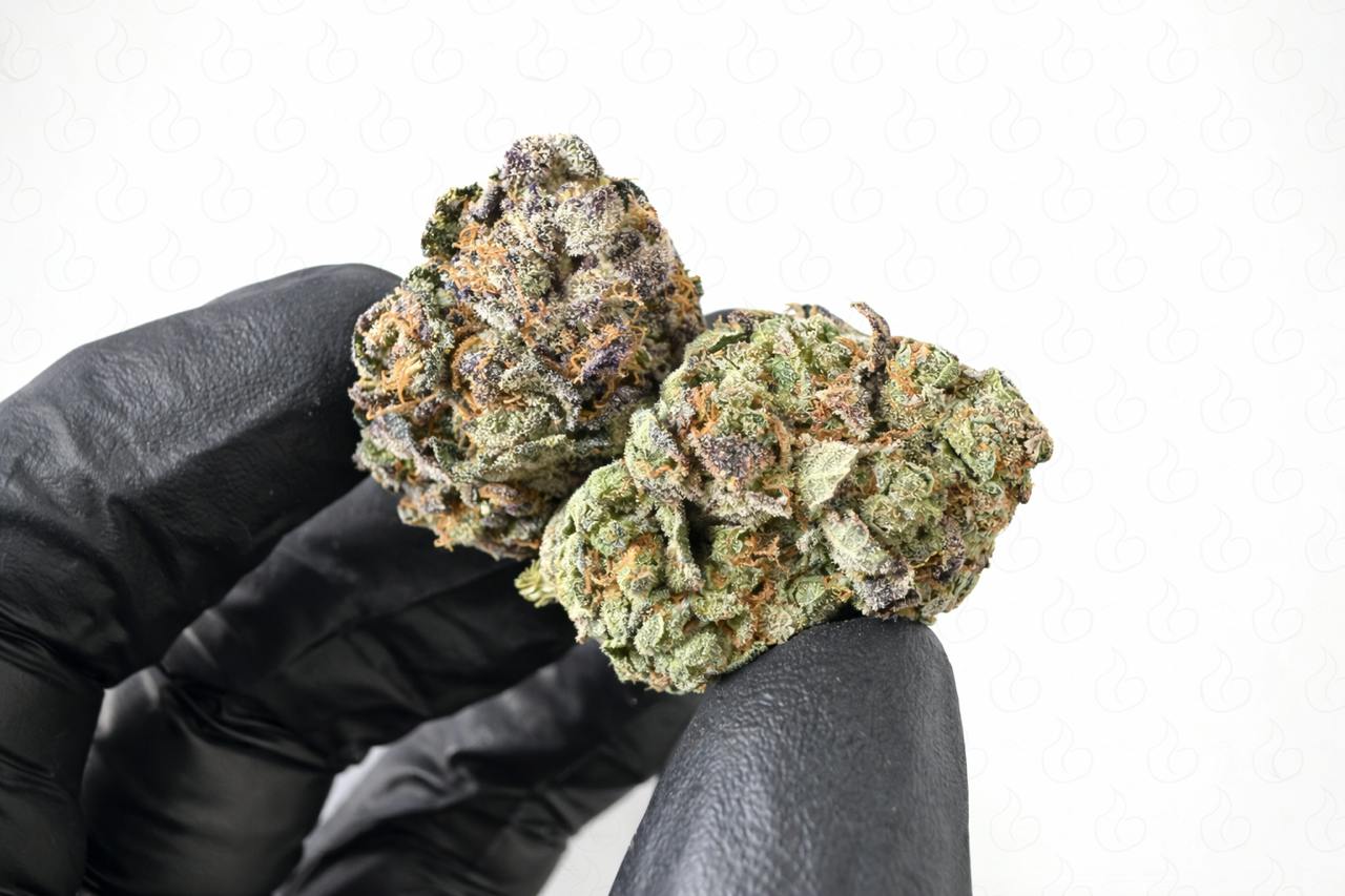 Bud Doctor-Bud Doctor Apple Fritter Eighth at The Stash & Co.