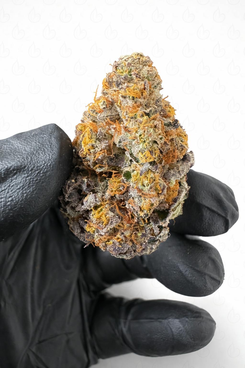 Bud Doctor-Bud Doctor Lemon Cherry Gelato Eighth at The Stash & Co.