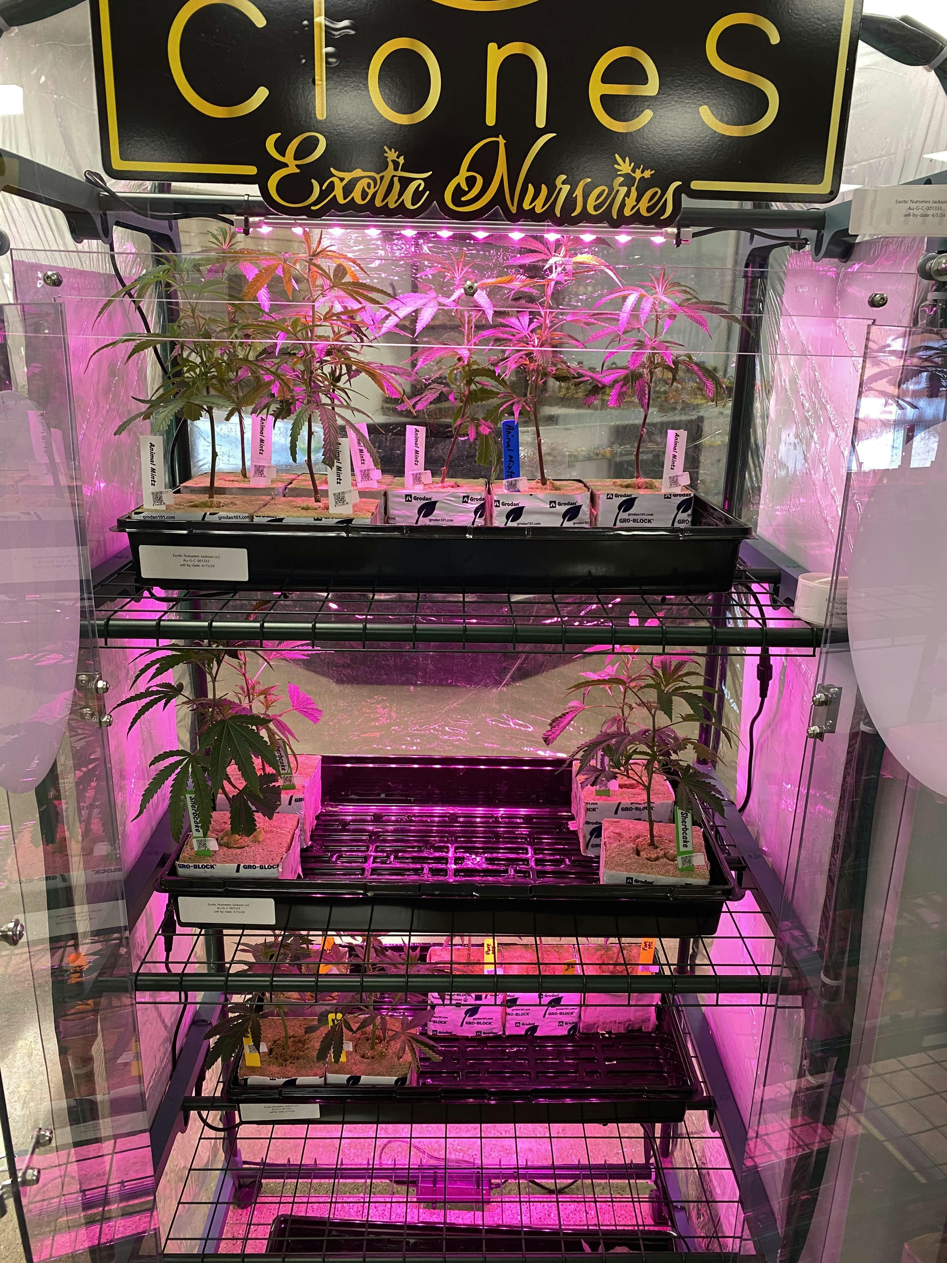Exotic Nursery | Animal Tree Clone