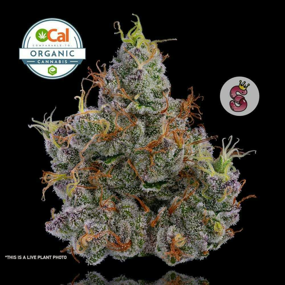1G: No Till Kings - SFV X Animal Mints