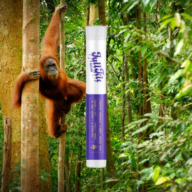 Orangutang