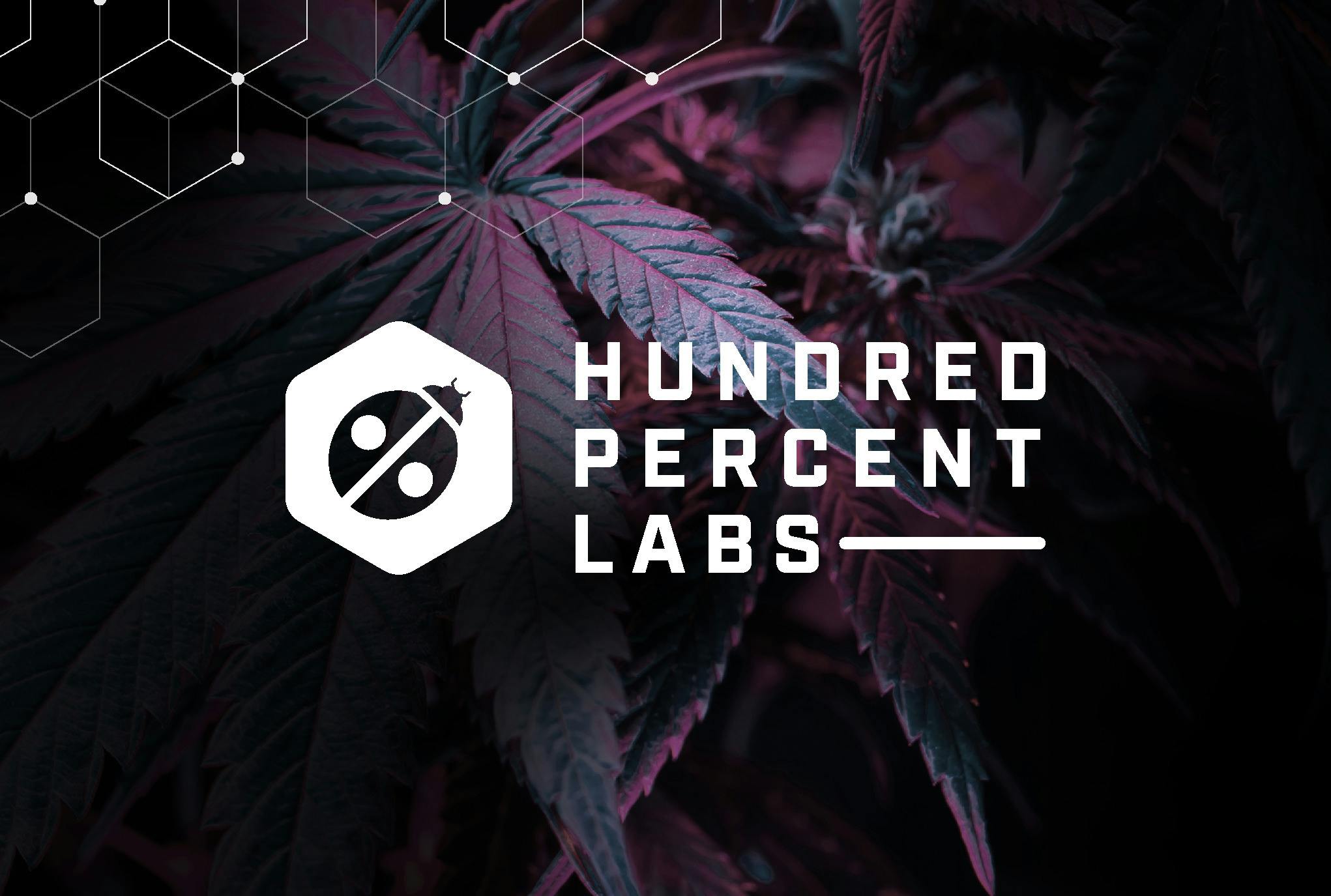 HUNDRED % LABS - Spritz Hybrid Live Ice Water Hash Rosin at Leaf Relief