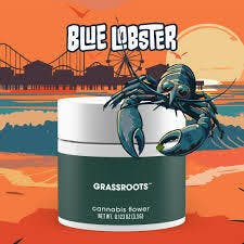 Grassroots Blue Lobster | 3.5g Flower | Hybrid