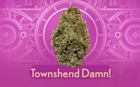 Craft Cannabis- Townsend Damn! | 2g (x2 1g)