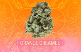 Orange Creamee | 3.5g