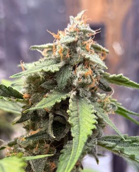 Highview Hydro- Grape Killer Haze | 1g Pre-Roll