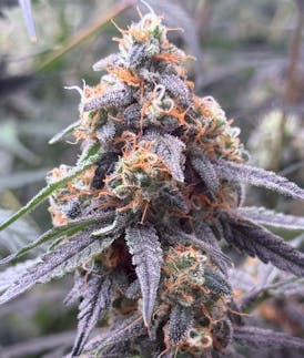 Highview Hydro- Purple Sunset | 3.5g Flower