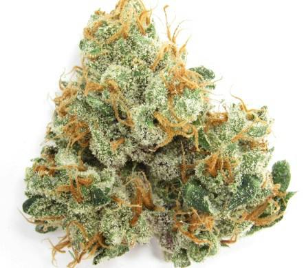 Subterra - GMO/ ROOTBEER | 3.5g 24% THC