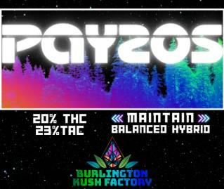 Burlington Kush Factory- Payzos 20% THC | 3.5g Flower