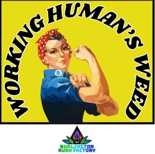 Working Human's Weed- Stae Roots 25% THC | 14.17g Pre Ground Flower