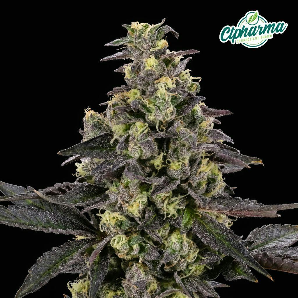 CTPharma Gush Mintz 3.5g Flower