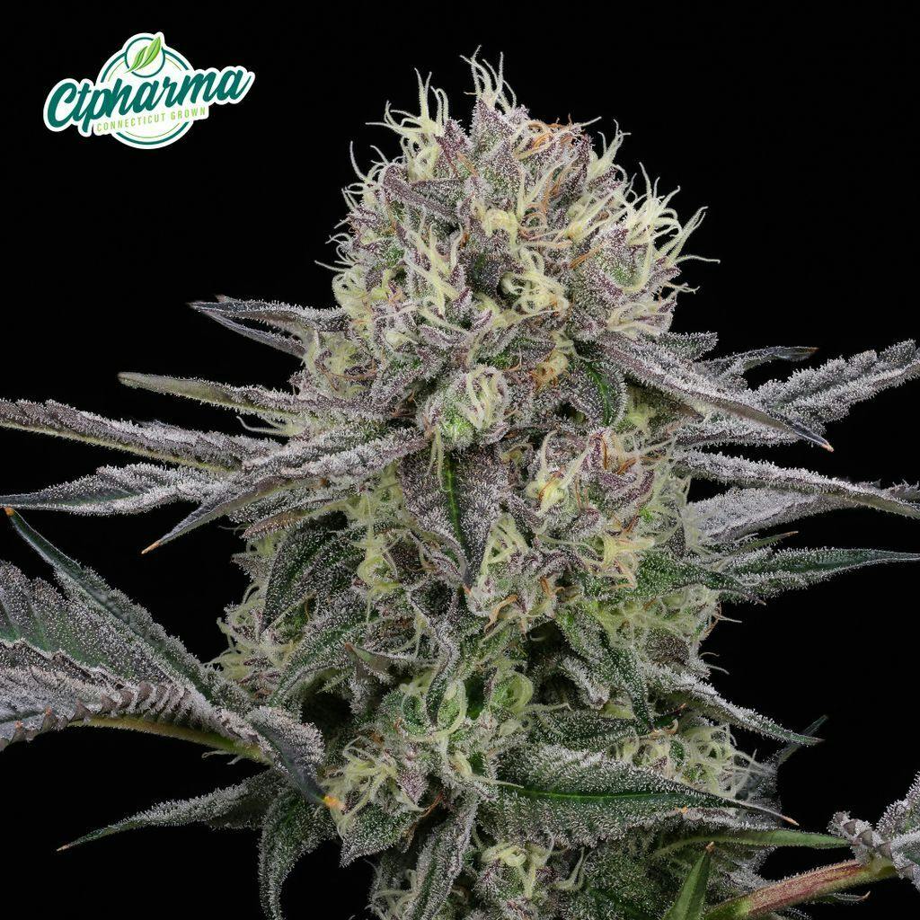 CTPharma GMO Purps 3.5g Flower