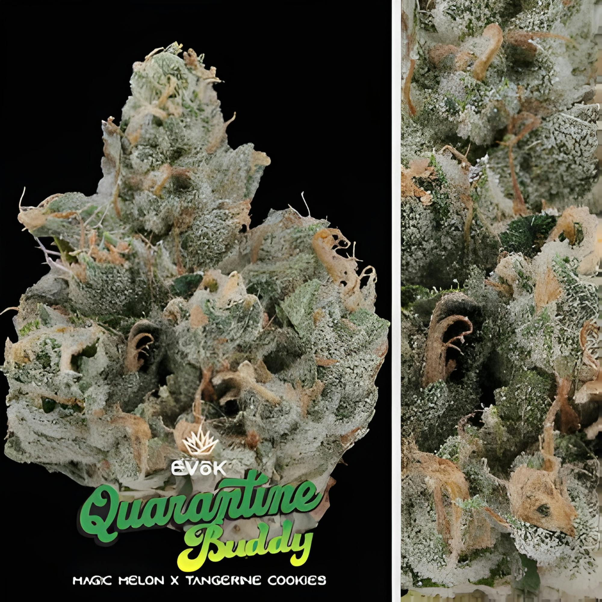 Evok Quarantine Buddy 3.5g Flower