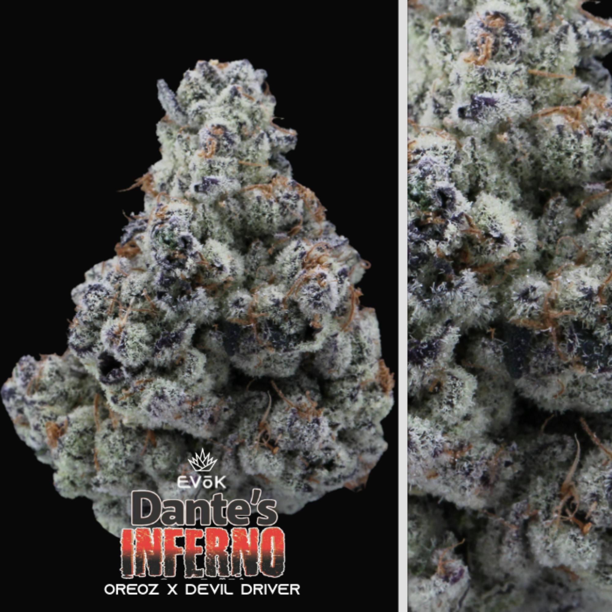 Evok Dante's Inferno 3.5G Flower