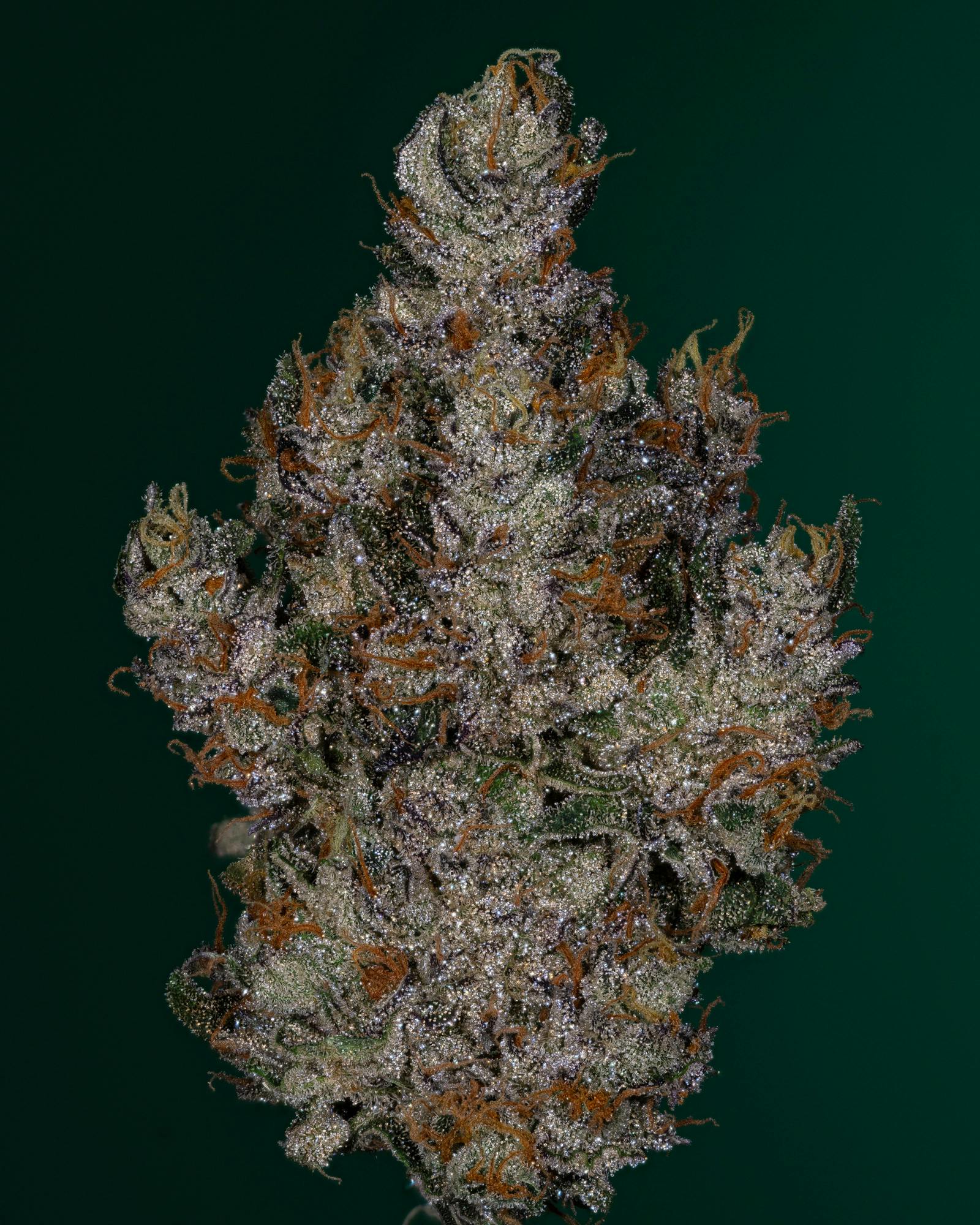 Thicc - Stormy Daniels - 3.5g Prepackaged Flower