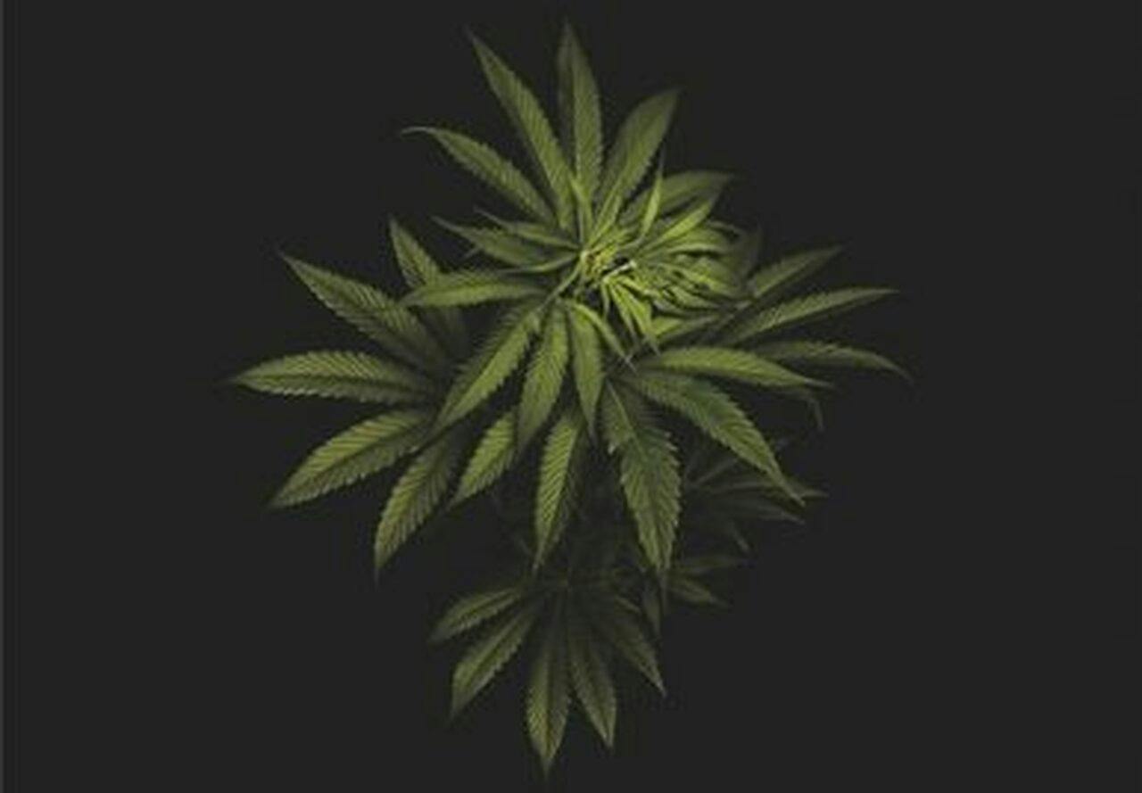 3D Wildweed Art Flat Posters Assorted Images