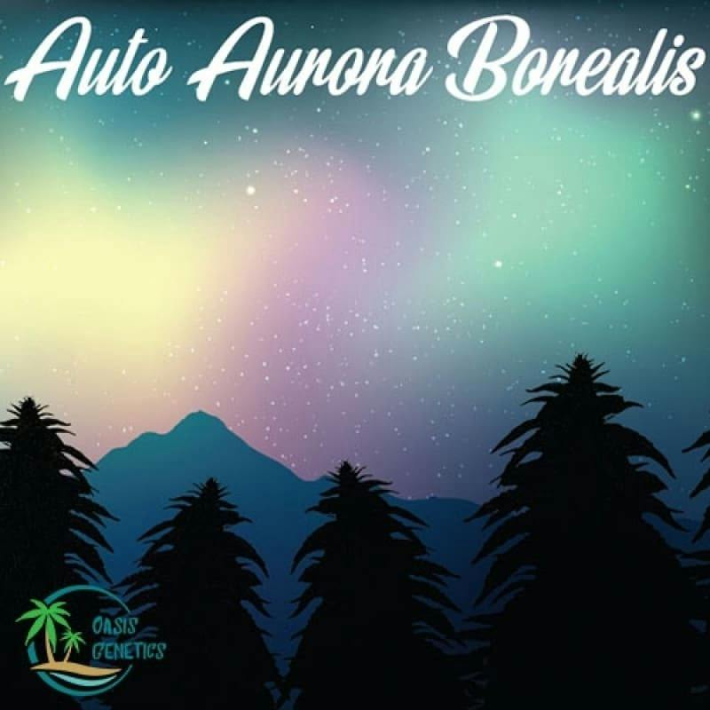 Auto Aurora Borealis Feminized (Oasis Genetics) 4pk