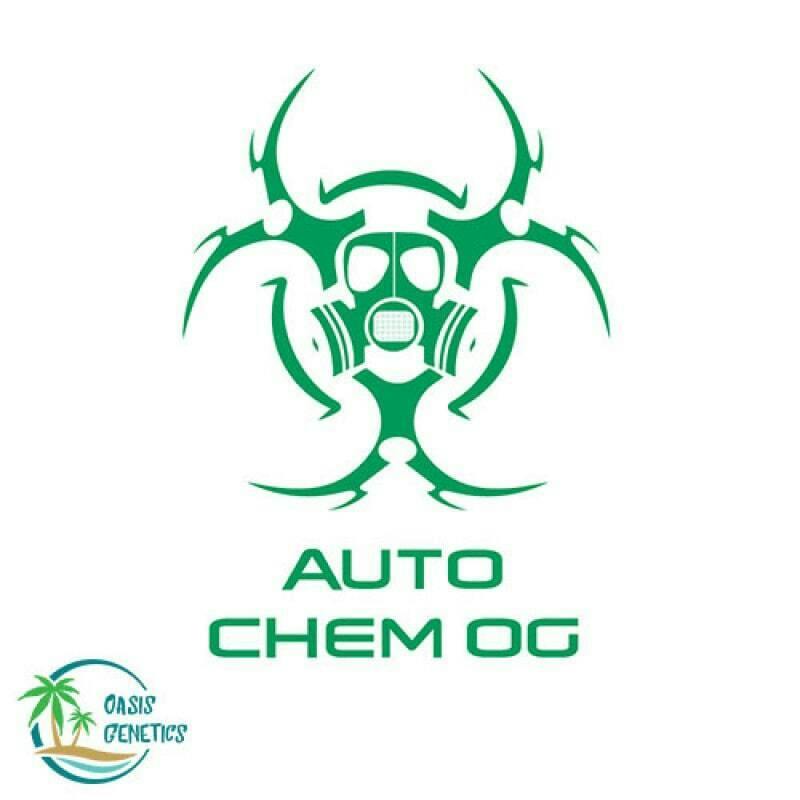 Auto Chem OG Feminized(Oasis Genetics) 4pk