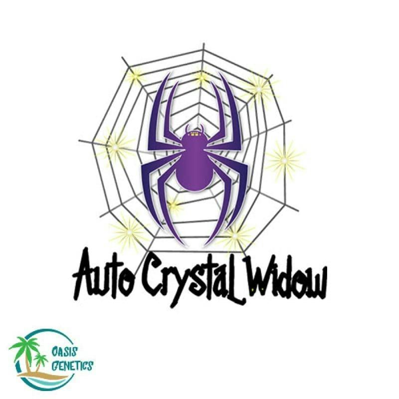 Auto Crystal Widow Feminized (Oasis Genetics) 4pk