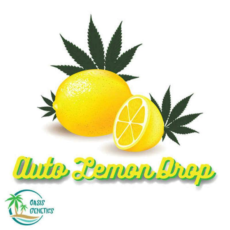 Auto Lemon Drop Feminized (Oasis Genetics) 4pk