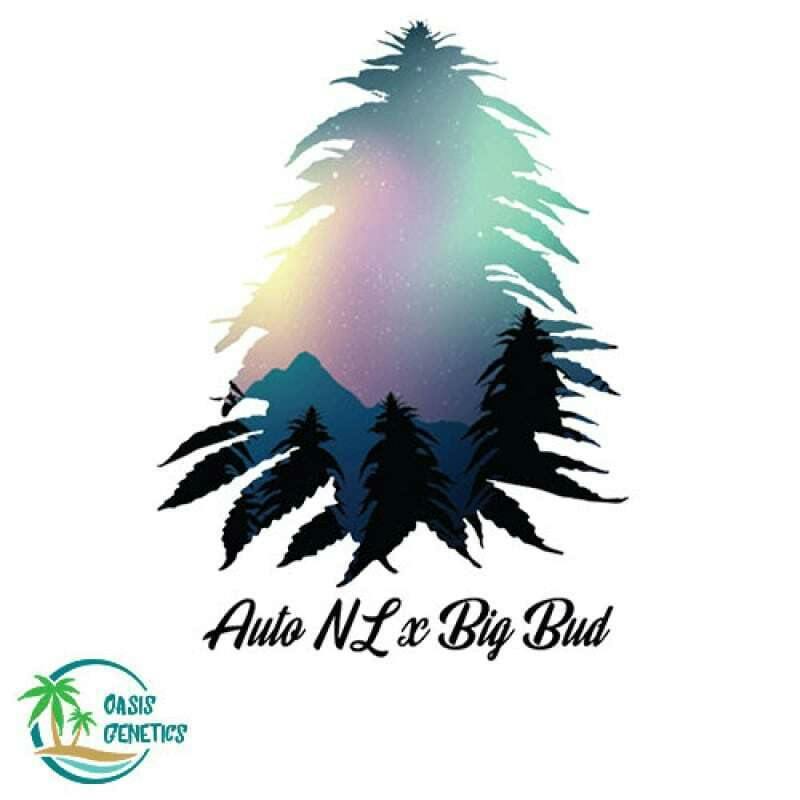 Auto NL X BB Feminized (Oasis Genetics) 4pk