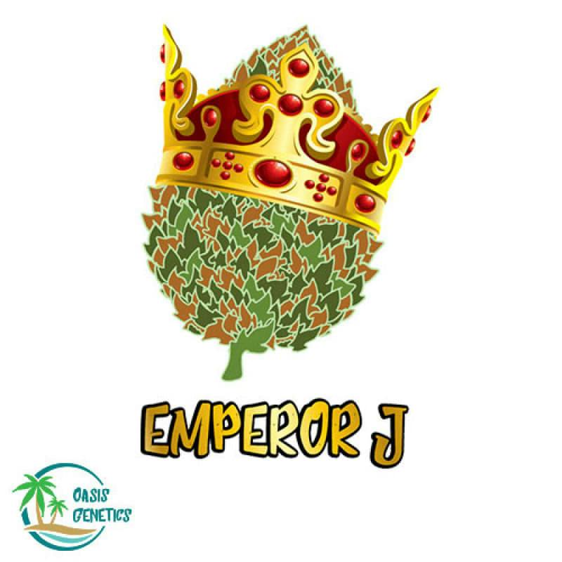 Auto Emperor J Feminized (Oasis Genetics) 4pk