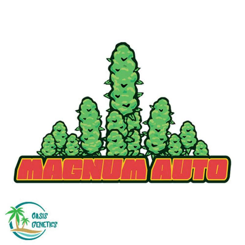 Auto Magnum FEMINIZED (Oasis Genetics) 4pk
