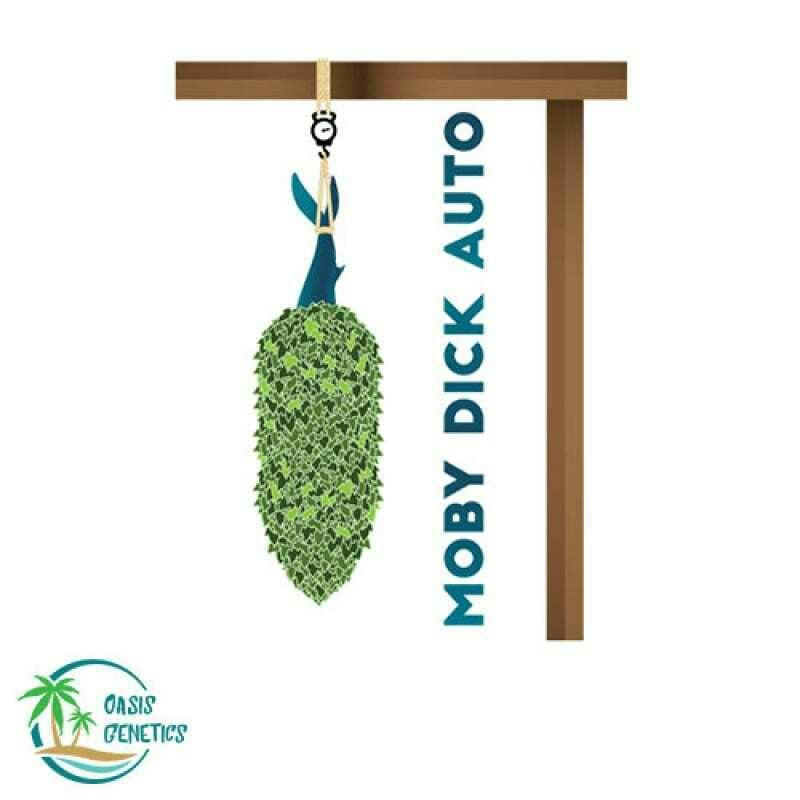 Auto Moby Dick Feminized (Oasis Genetics)4pk