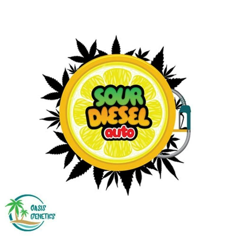 Auto Sour Diesel FEMINIZED (Oasis Genetics) 4pk