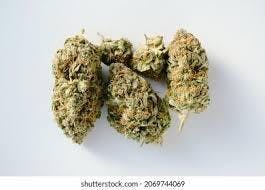 Flower Buds Pre-Pack - Platinum Lemon Cherry Gelato (I)