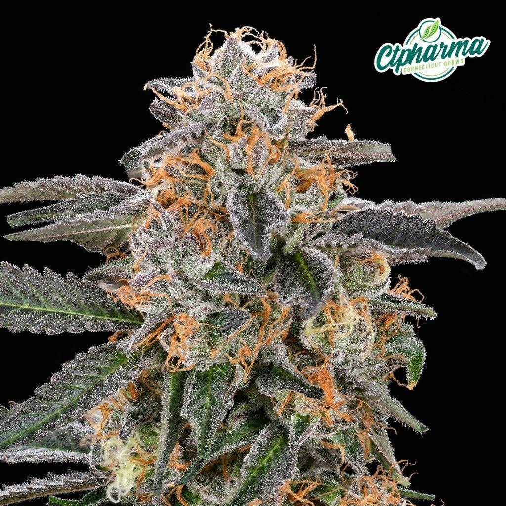 CTPharma Black Amber 3.5g Flower