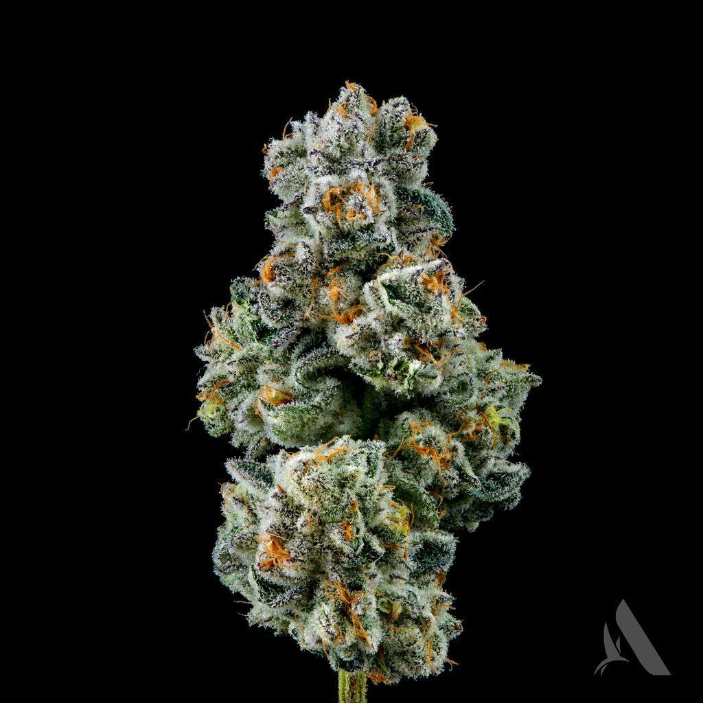 Affinity Capy 3.5g Flower