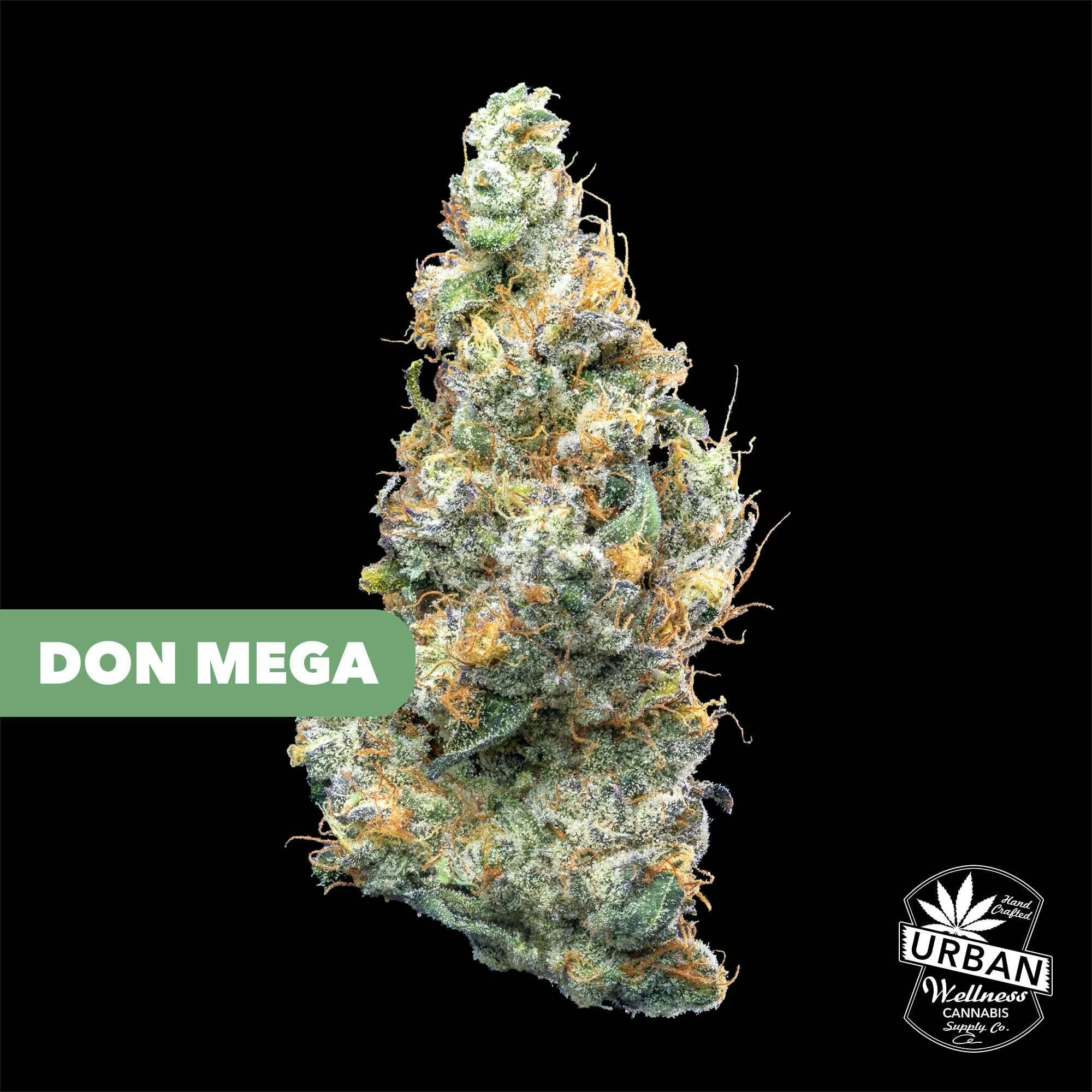 Don Mega | Urban Wellness