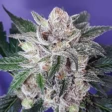 Black Raspberry-Deli TAC 29.40 at Pioneer Valley Trading Company