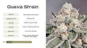 Guava Tart-3.5g TAC 31.50 at Pioneer Valley Trading Company