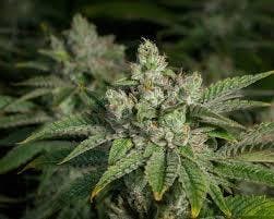 Stardawg-Deli TAC 24.00 at Pioneer Valley Trading Company