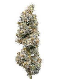 Lemon Haze-Deli TAC 27.67 at Pioneer Valley Trading Company