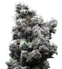 Mac Stomper-Deli TAC 26.83 at Pioneer Valley Trading Company